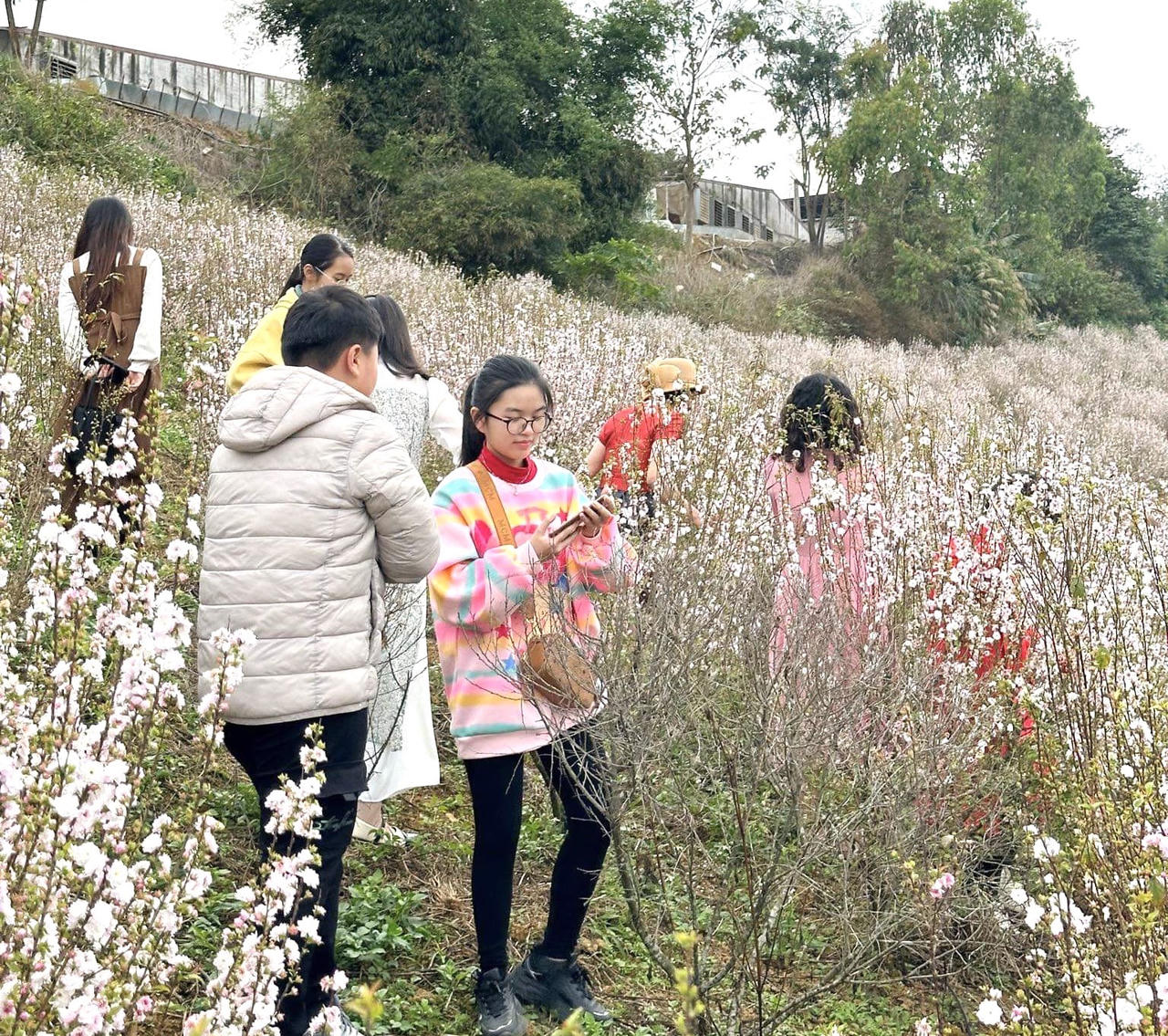Hoa nhất chi mai phủ trắng triền núi ở Lai Châu