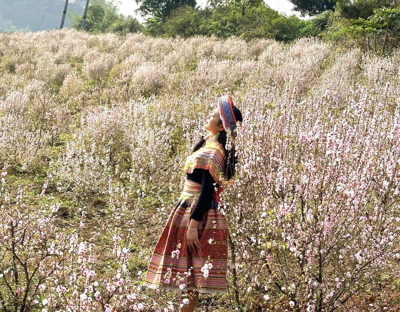 Hoa nhất chi mai phủ trắng triền núi ở Lai Châu