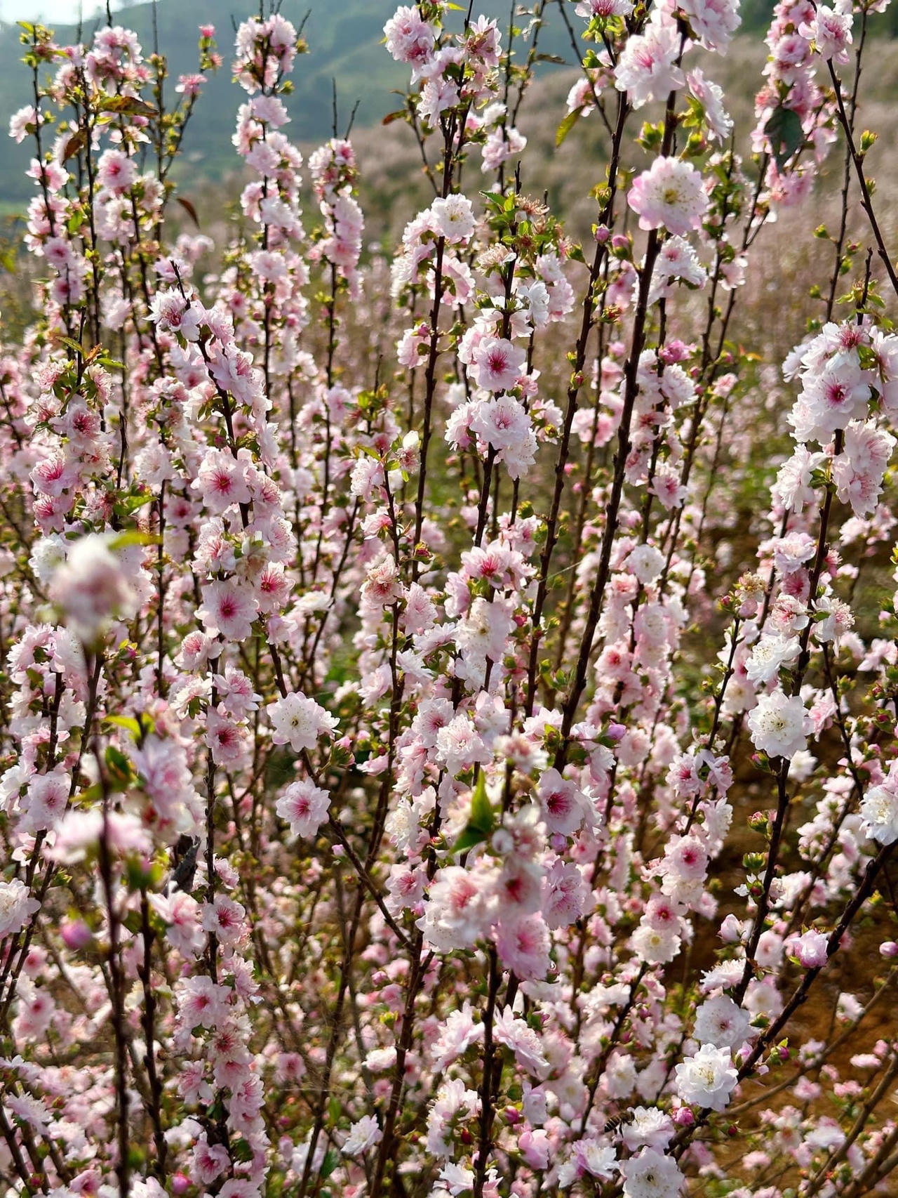 Hoa nhất chi mai phủ trắng triền núi ở Lai Châu