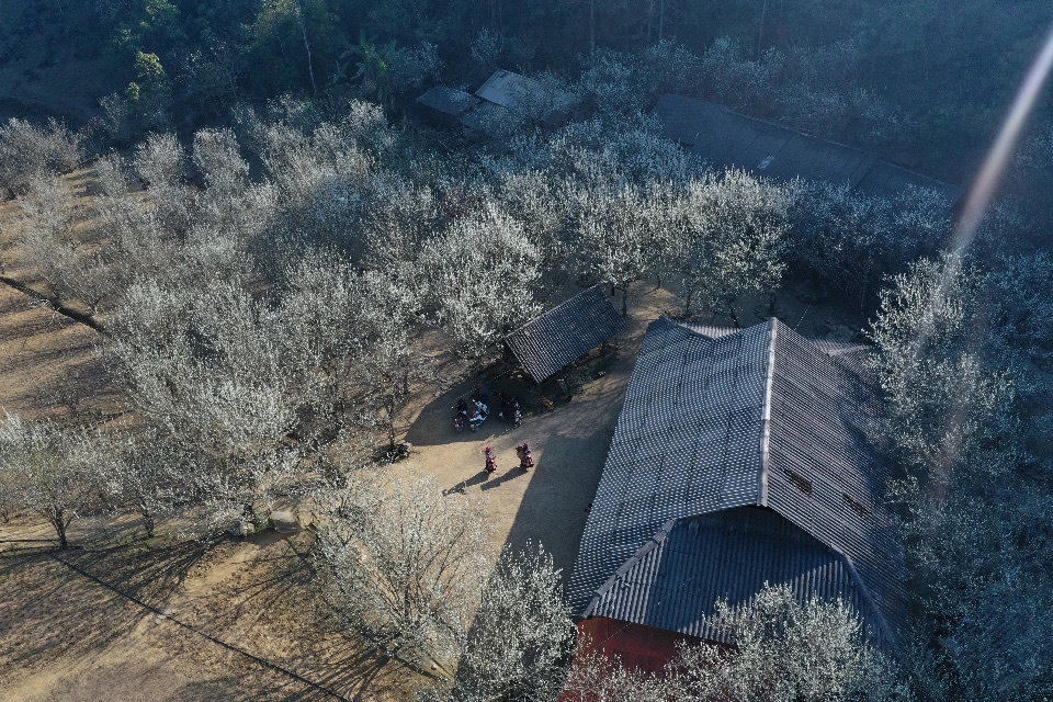 Bắc Hà mùa hoa mận Tả Van bung nở