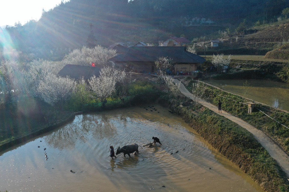 Bắc Hà mùa hoa mận Tả Van bung nở