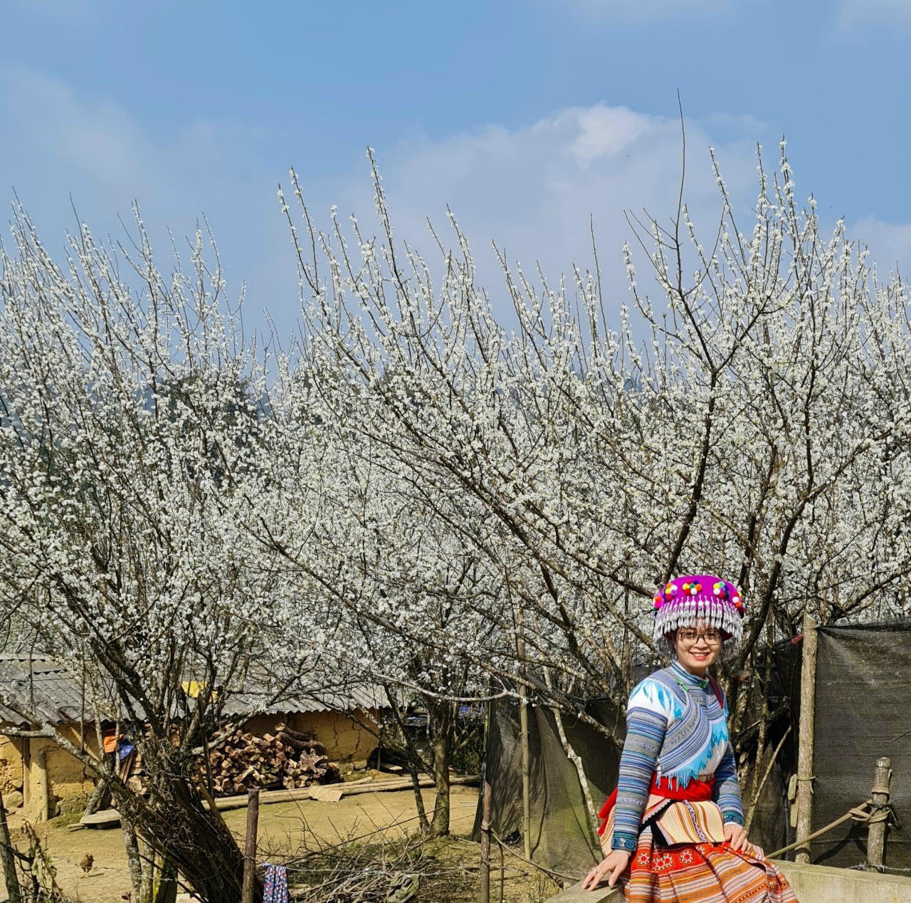 Bắc Hà mùa hoa mận Tả Van bung nở