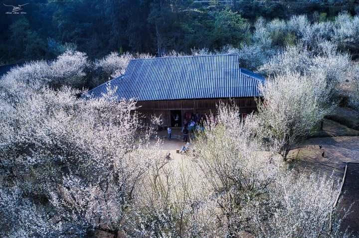 Bắc Hà mùa hoa mận Tả Van bung nở