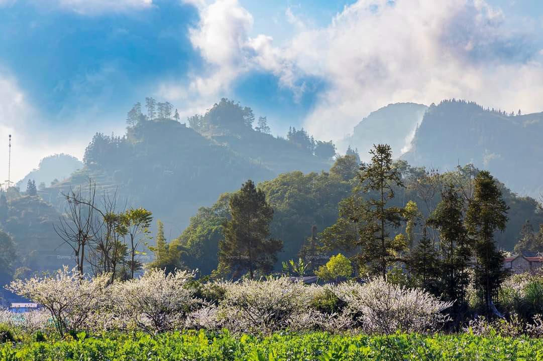 Bắc Hà mùa hoa mận Tả Van bung nở