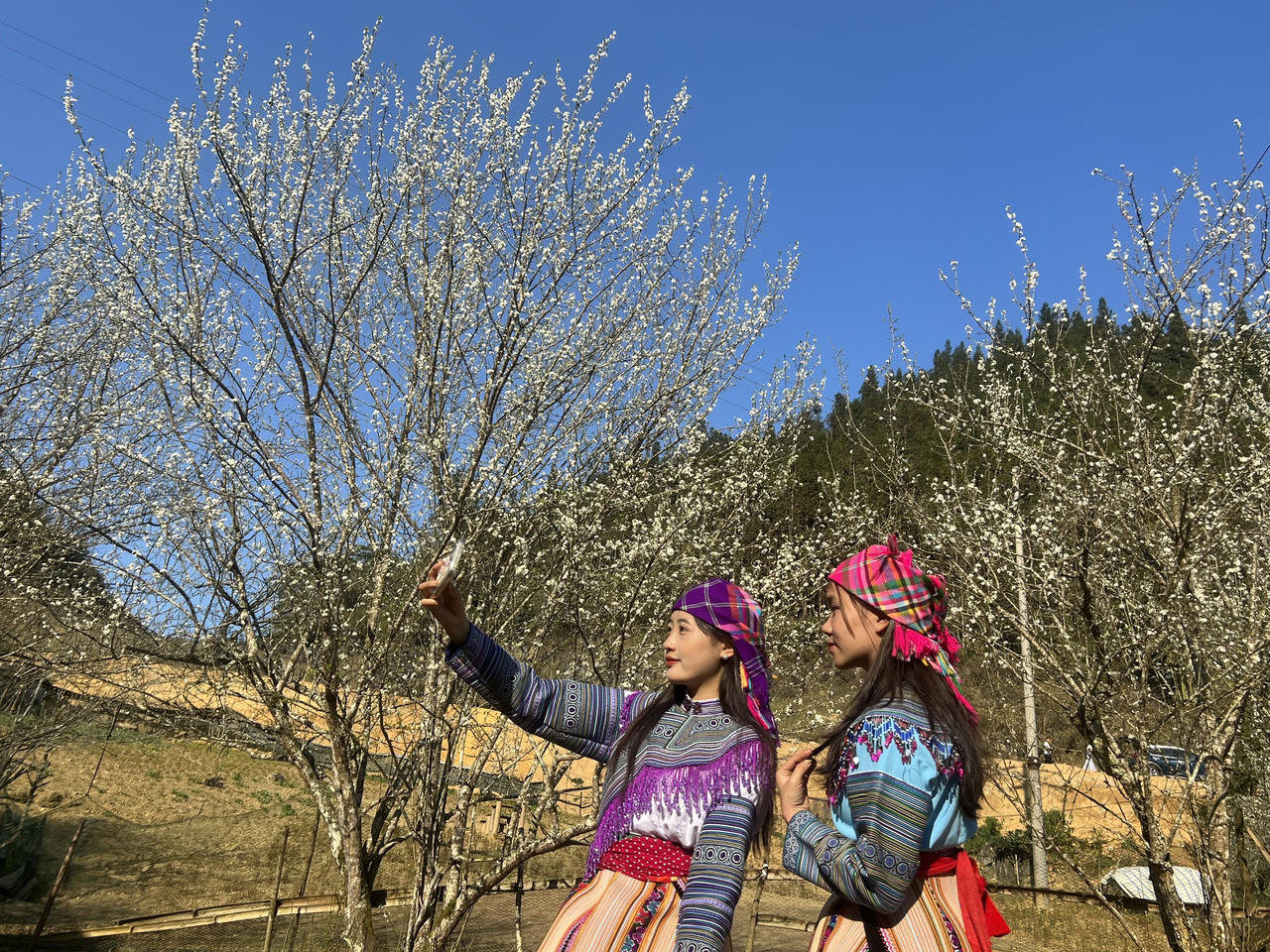 Bắc Hà mùa hoa mận Tả Van bung nở