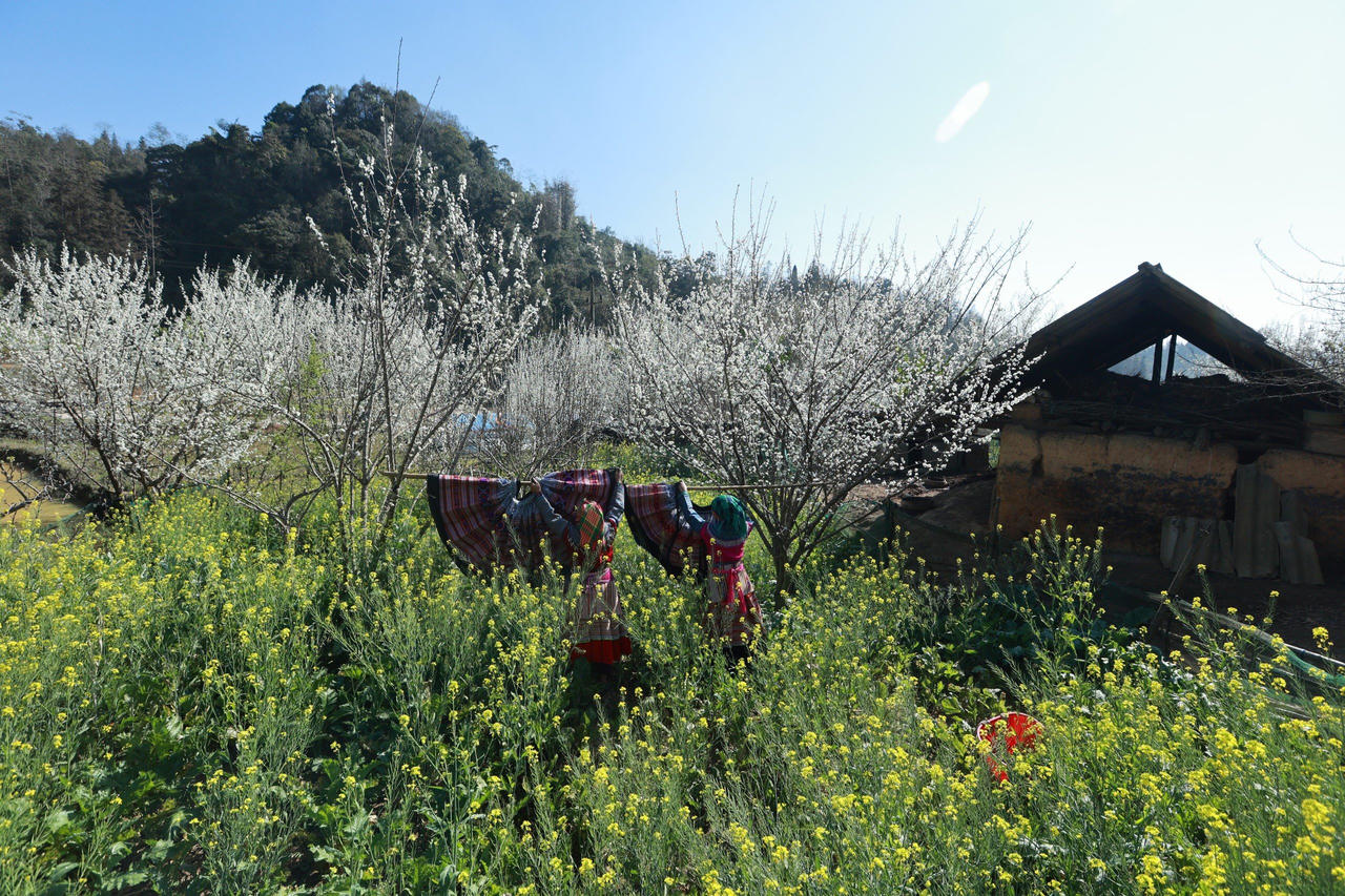 Bắc Hà mùa hoa mận Tả Van bung nở