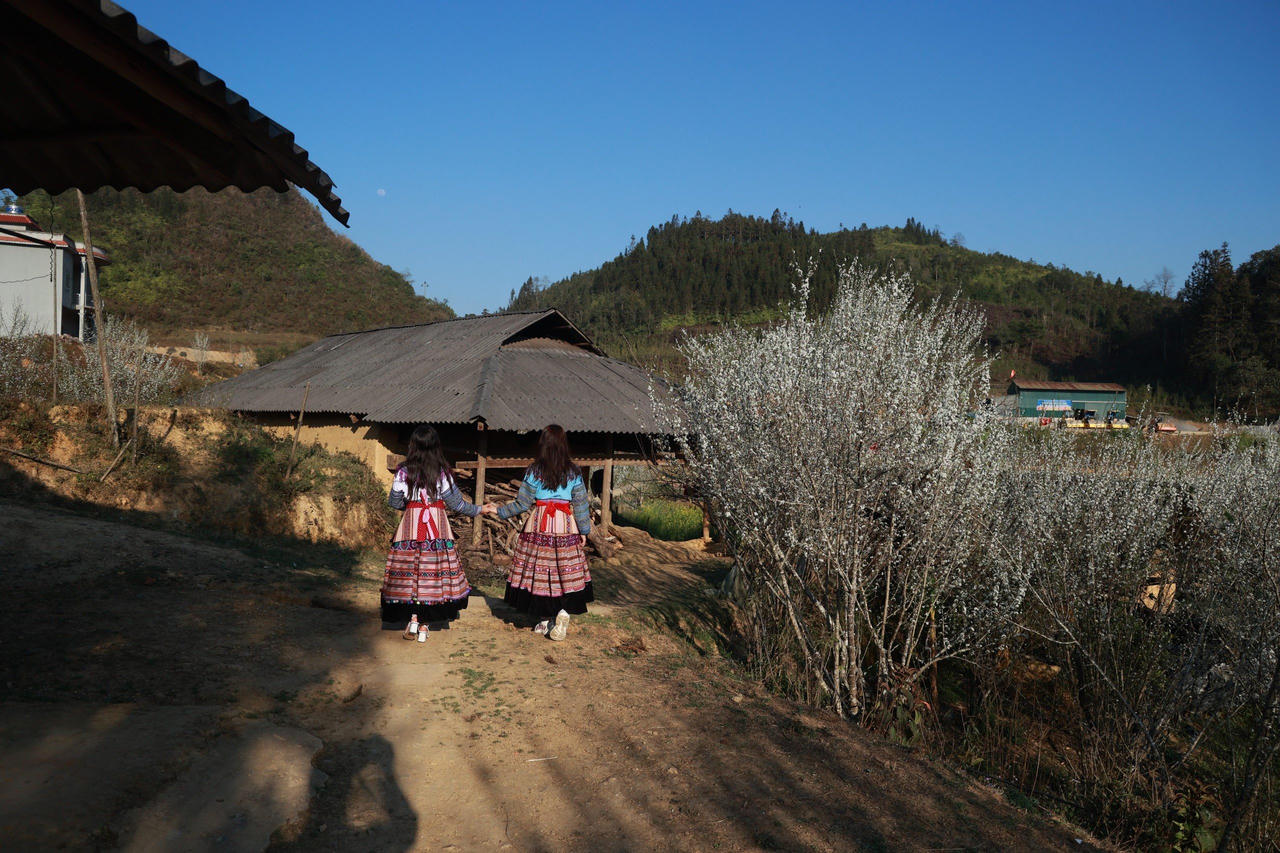 Bắc Hà mùa hoa mận Tả Van bung nở