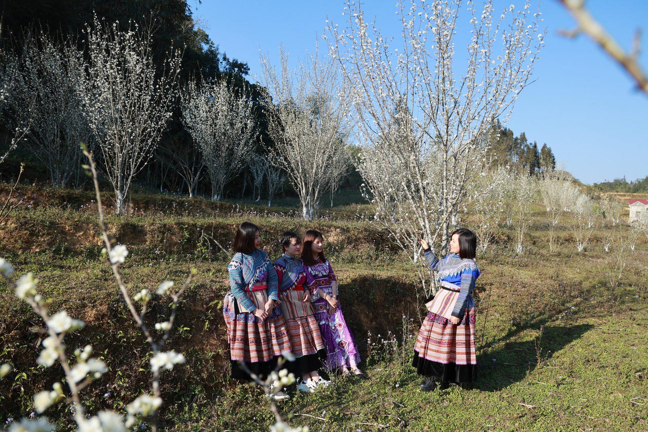 Bắc Hà mùa hoa mận Tả Van bung nở