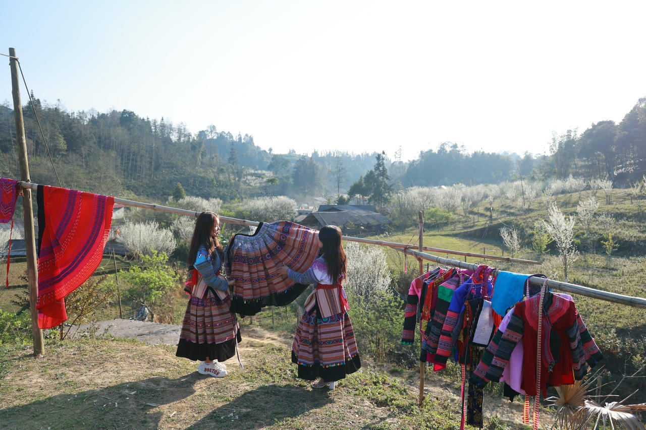 Bắc Hà mùa hoa mận Tả Van bung nở