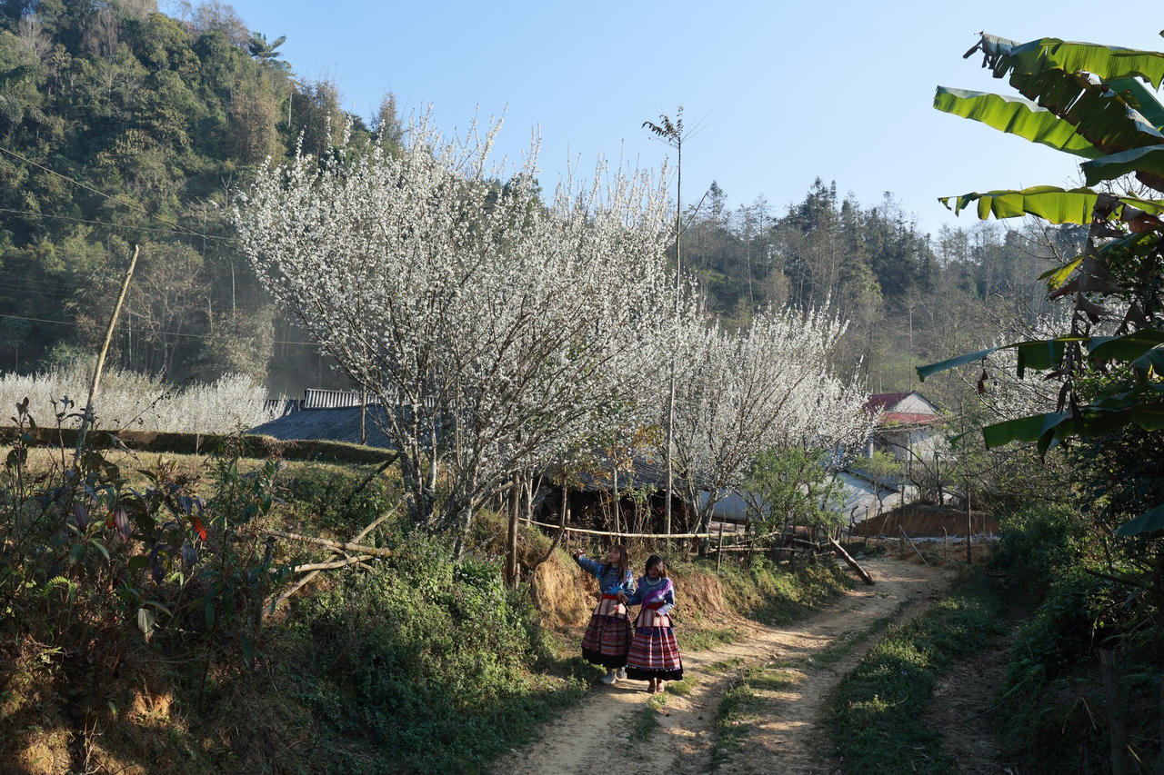 Bắc Hà mùa hoa mận Tả Van bung nở