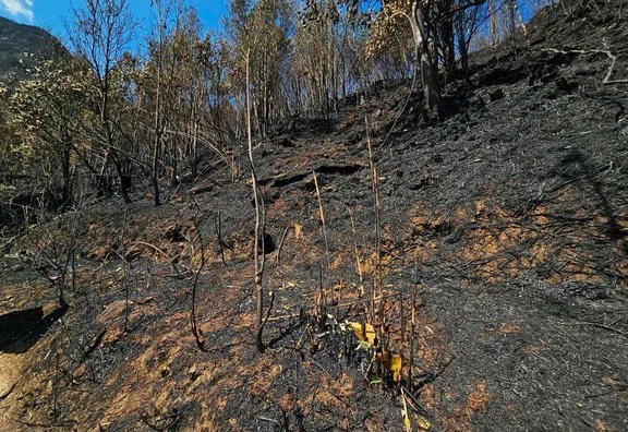 Đã dập tắt hoàn toàn cháy rừng tại Lào Cai