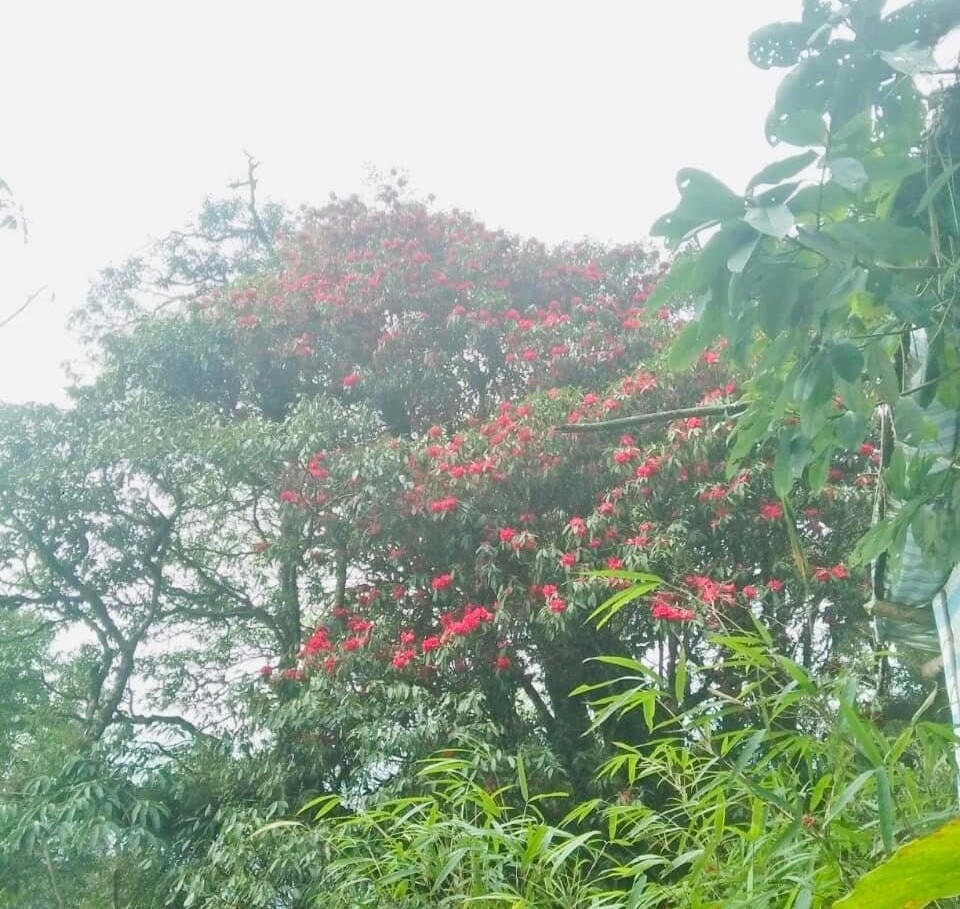 Rực sắc hoa đỗ quyên trên đỉnh Pu Ta Leng