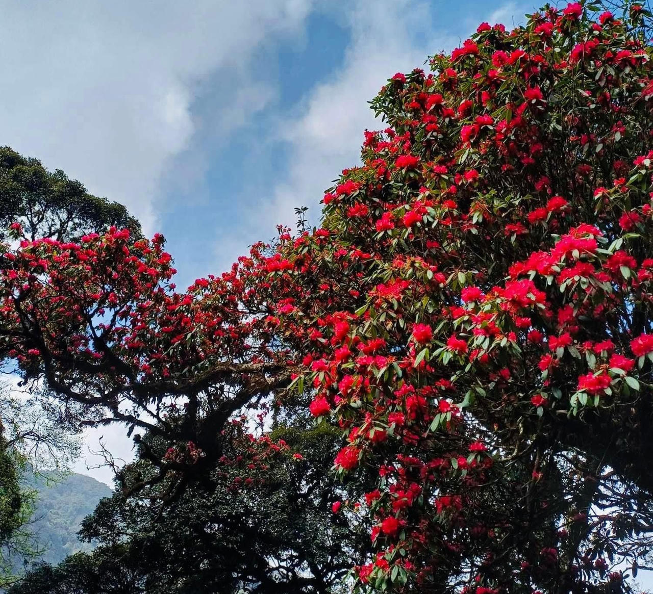 Rực sắc hoa đỗ quyên trên đỉnh Pu Ta Leng