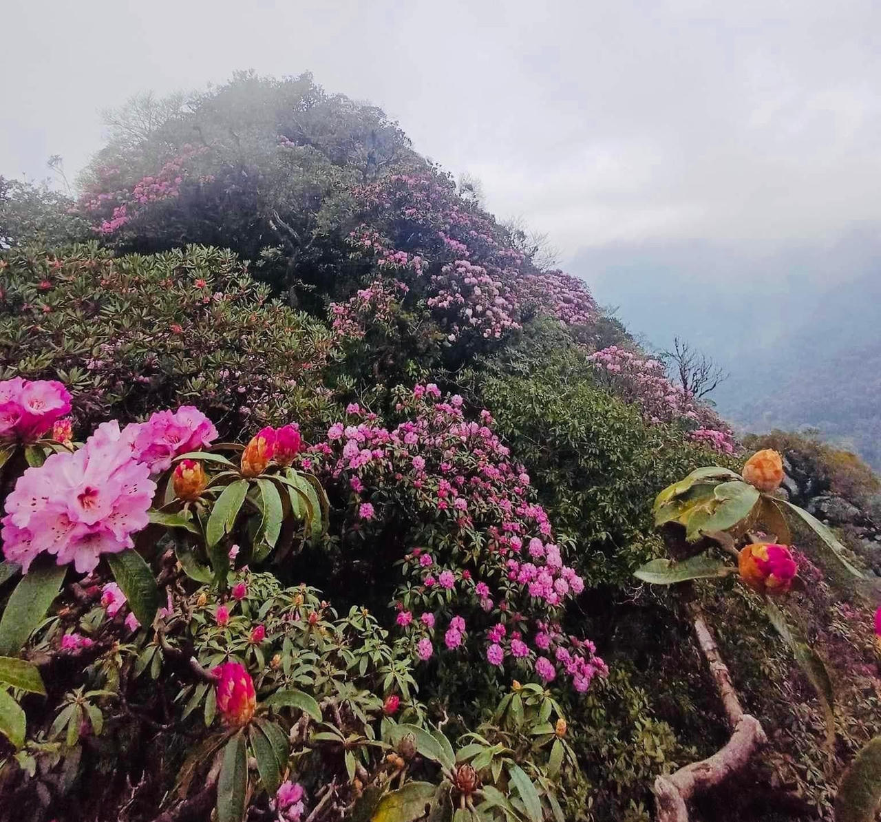 Rực sắc hoa đỗ quyên trên đỉnh Pu Ta Leng