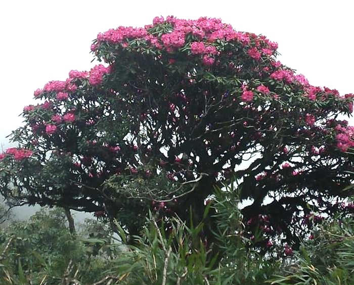 Rực sắc hoa đỗ quyên trên đỉnh Pu Ta Leng