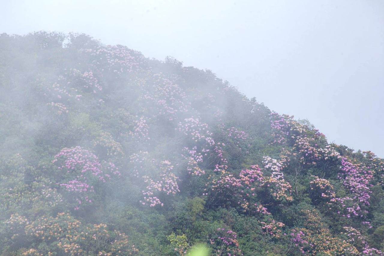Rực sắc hoa đỗ quyên trên đỉnh Pu Ta Leng