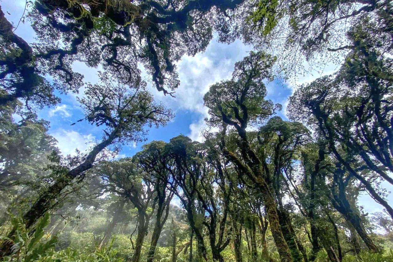 Rực sắc hoa đỗ quyên trên đỉnh Pu Ta Leng