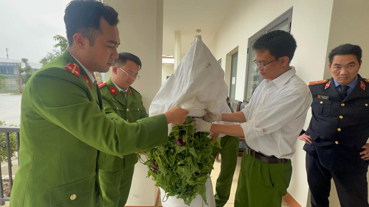 Bắt giữ cụ ông 82 tuổi vì trồng hơn 750 cây thuốc phiện trong vườn nhà