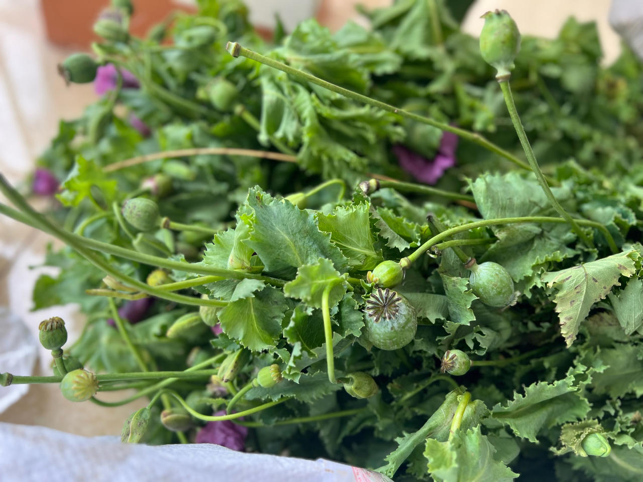 Bắt giữ cụ ông 82 tuổi vì trồng hơn 750 cây thuốc phiện trong vườn nhà