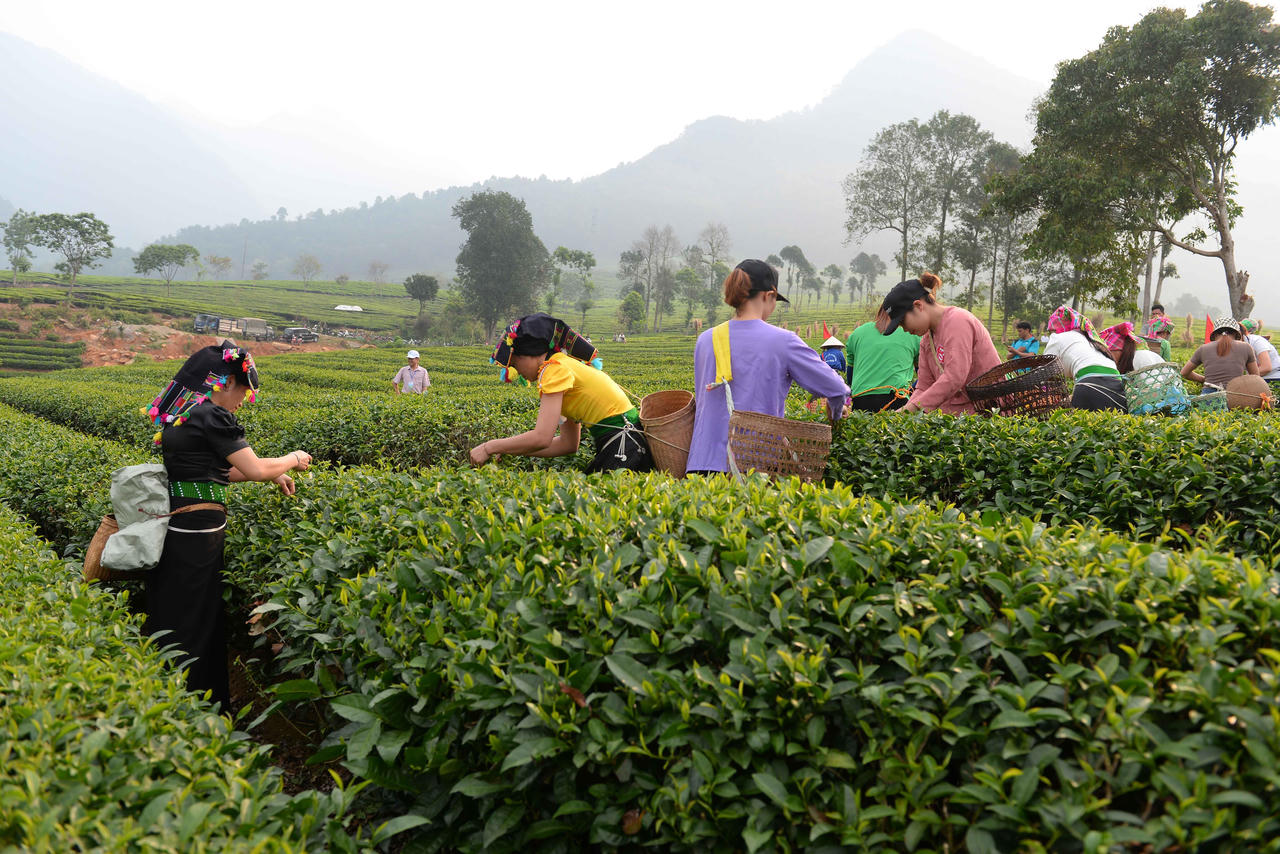 Sơn nữ Lai Châu khoe tài trong Lễ Hội Trà