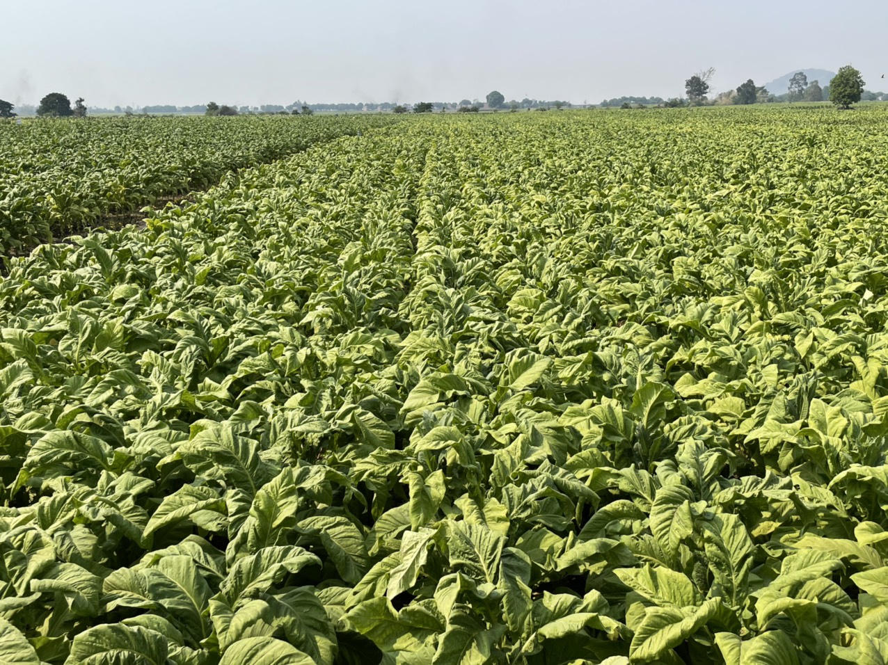 Vinataba vượt khó để thành công