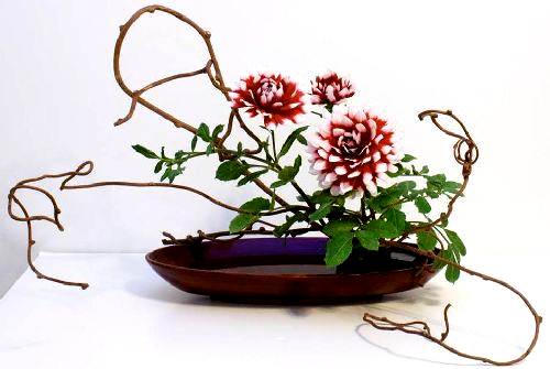 Hàng ngàn bông hoa Nhật Bản khoe sắc tại Hà Nội