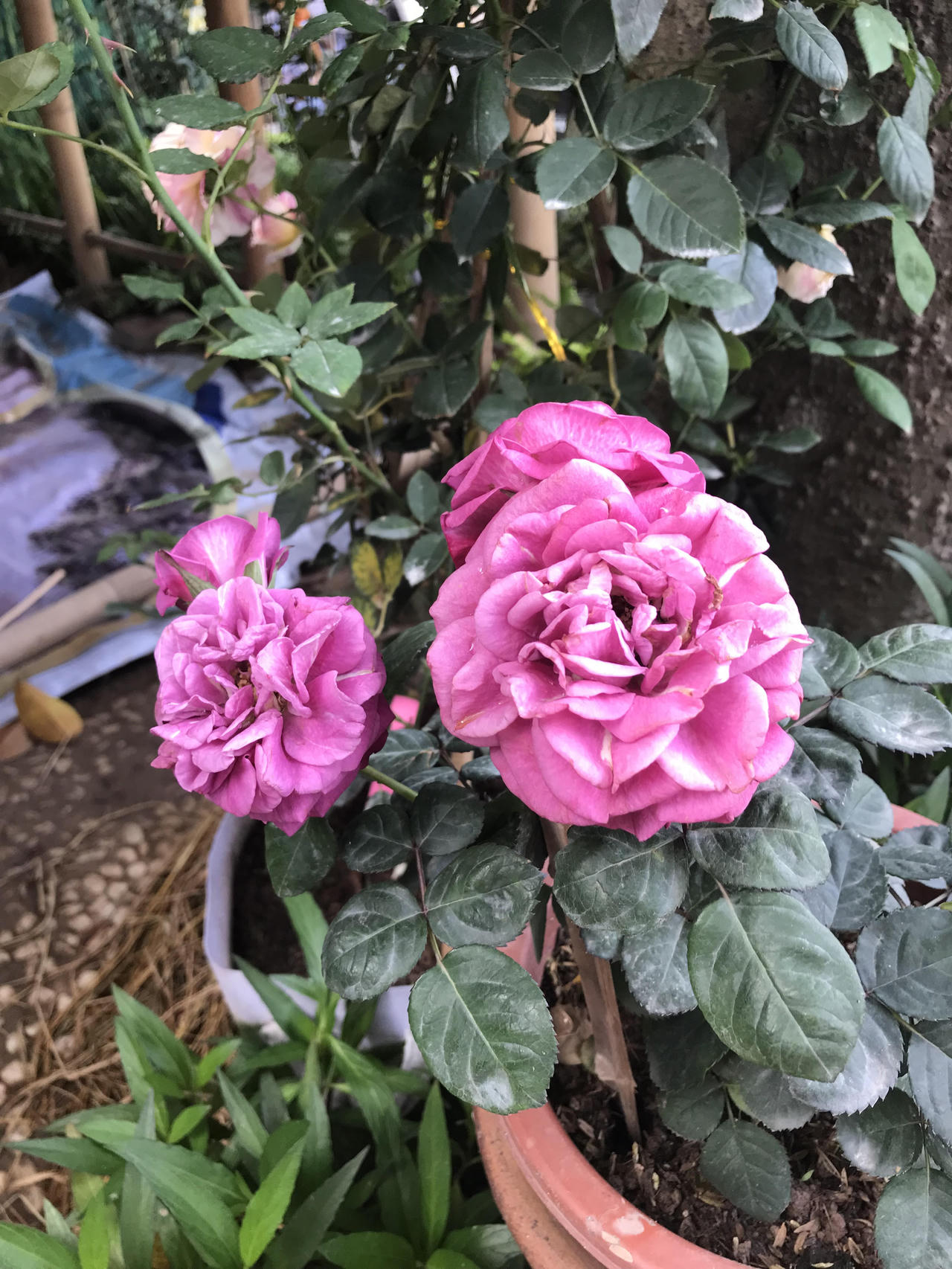 Lễ hội hoa hồng Bulgaria đã sẵn sàng “hút hồn” người yêu hoa