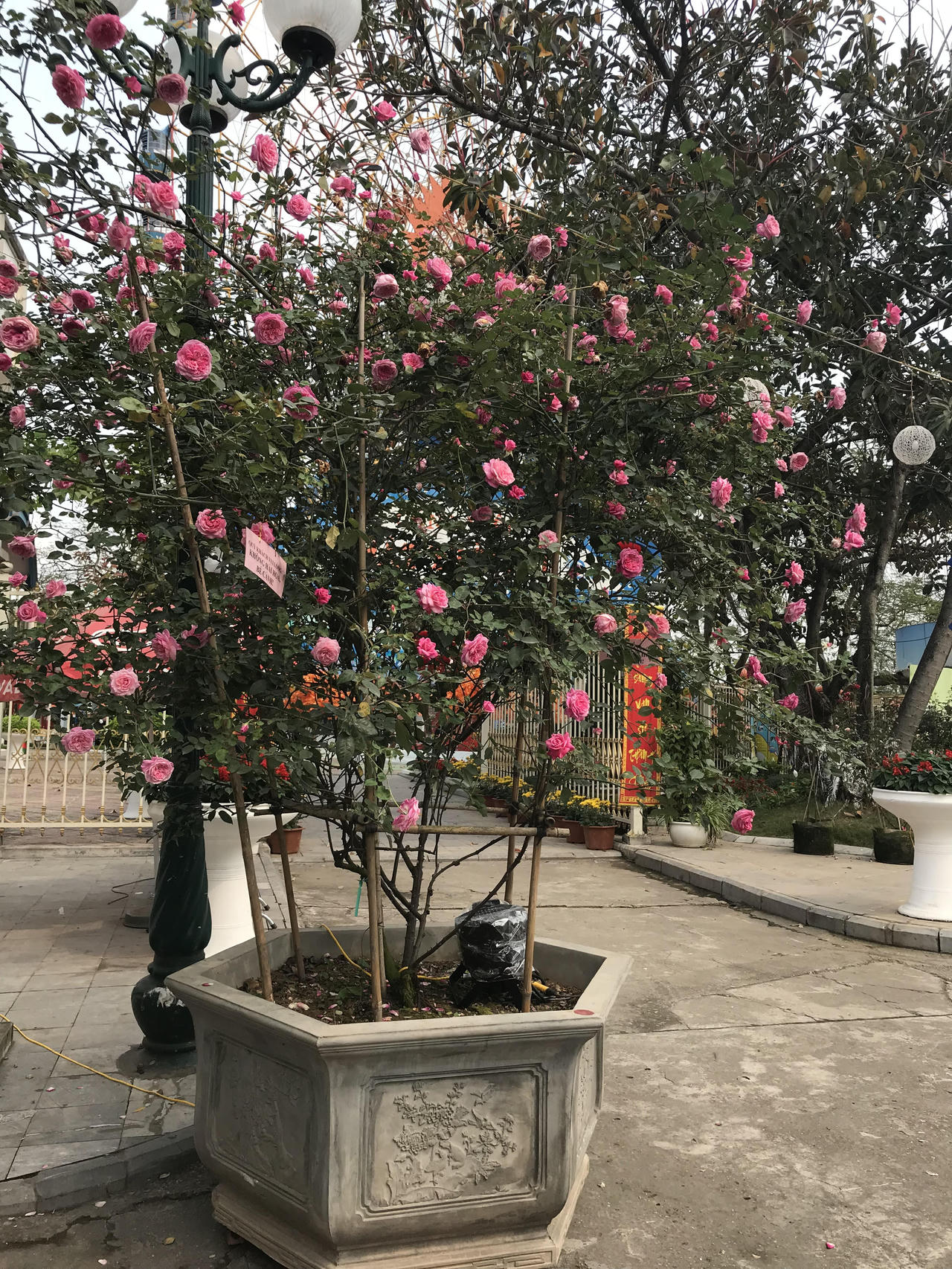 Lễ hội hoa hồng Bulgaria đã sẵn sàng “hút hồn” người yêu hoa