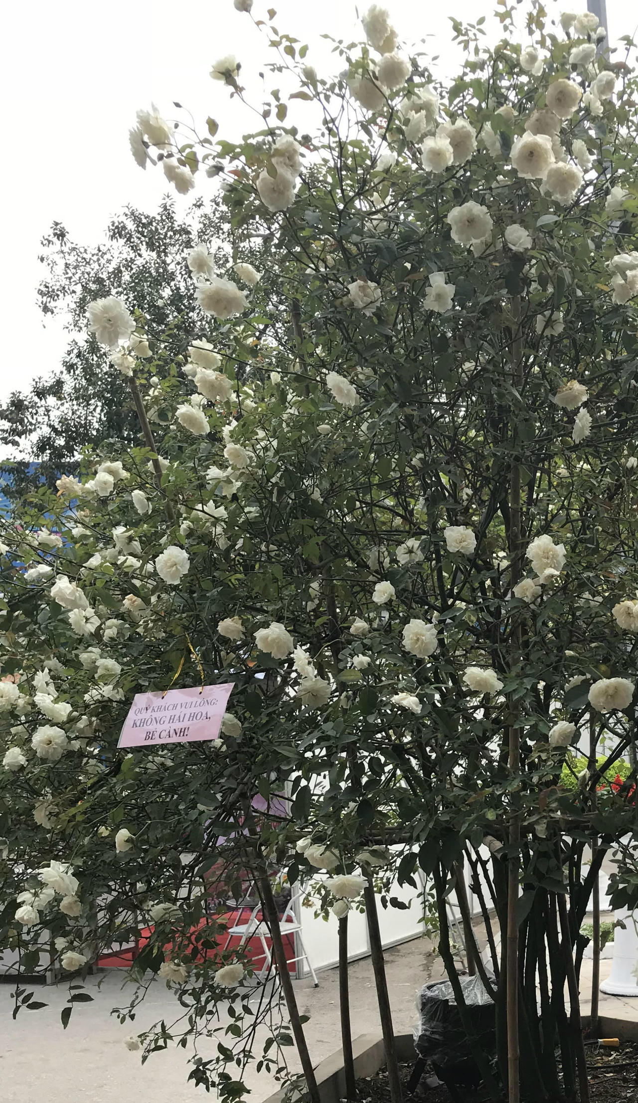 Lễ hội hoa hồng Bulgaria đã sẵn sàng “hút hồn” người yêu hoa