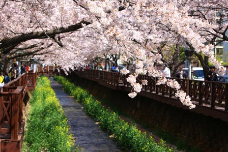 Du xuân Hàn Quốc - về quê hương ông Park Hang Seo