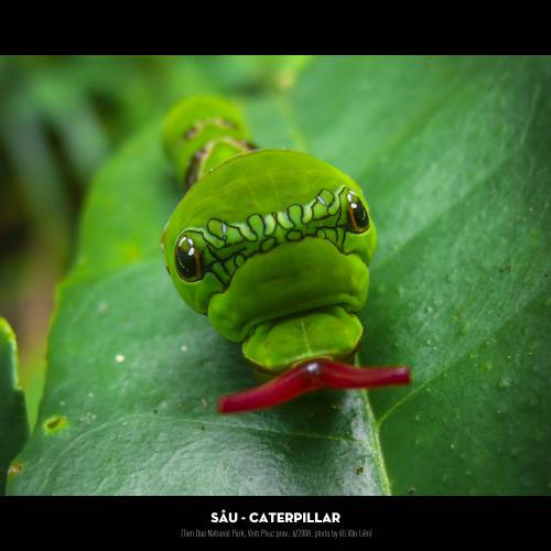 Khám phá đa dạng côn trùng Việt Nam