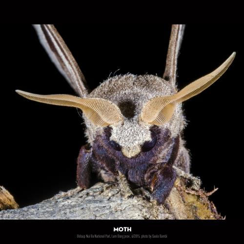 Khám phá đa dạng côn trùng Việt Nam