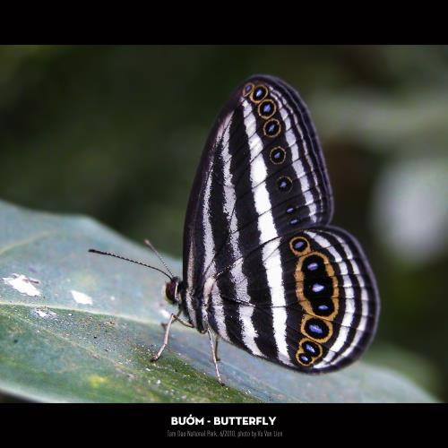 Khám phá đa dạng côn trùng Việt Nam