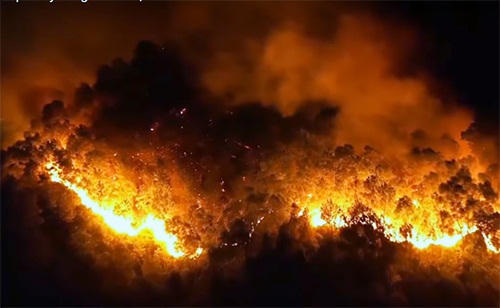 Đinh Hiền Anh cùng các nghệ sĩ kêu gọi 300 triệu ủng hộ khắc phục sự cố cháy rừng