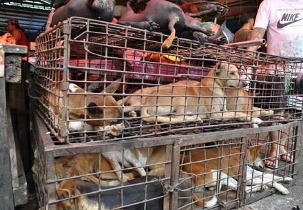 Lễ hội thịt chó diễn ra ở Trung Quốc bất chấp quy định mới về bảo vệ chó