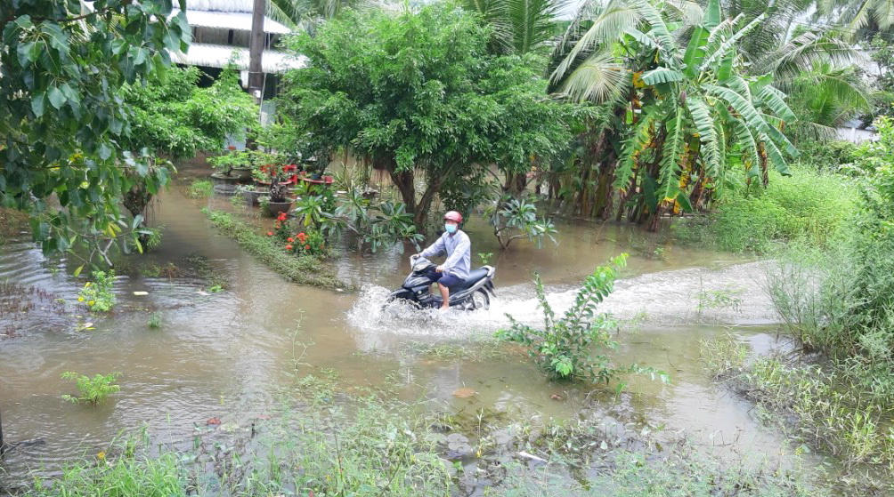 Thiệt hại hàng trăm tỷ đồng do triều cường ở Cà Mau