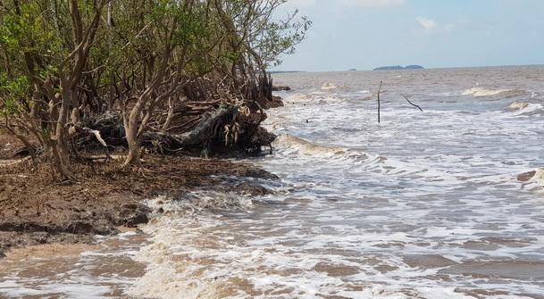 Xuất hiện nhiều điểm sạt lở dọc đê biển Cà Mau 