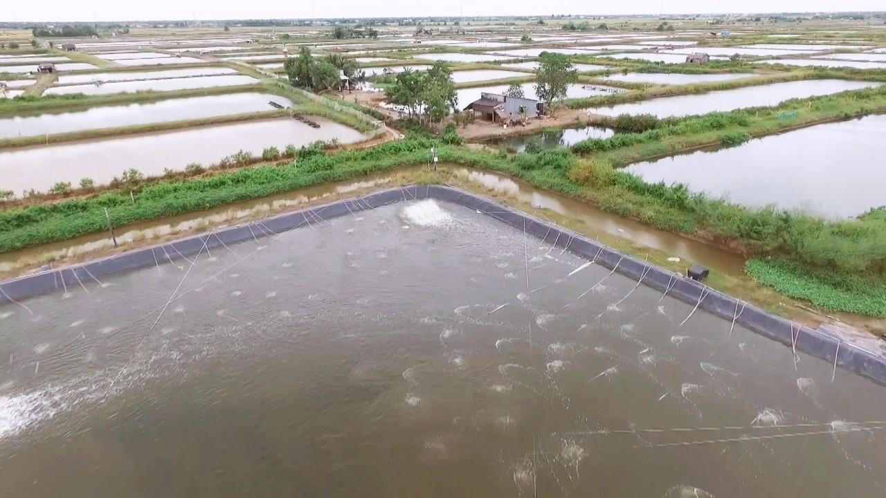 Xây dựng Bạc Liêu trở thành Trung tâm công nghiệp tôm 