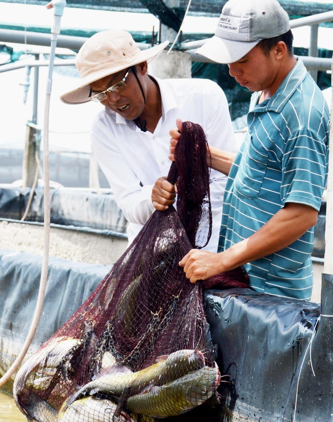 Anh nông dân tặng 10 tấn cá ủng hộ bà con khu cách ly 