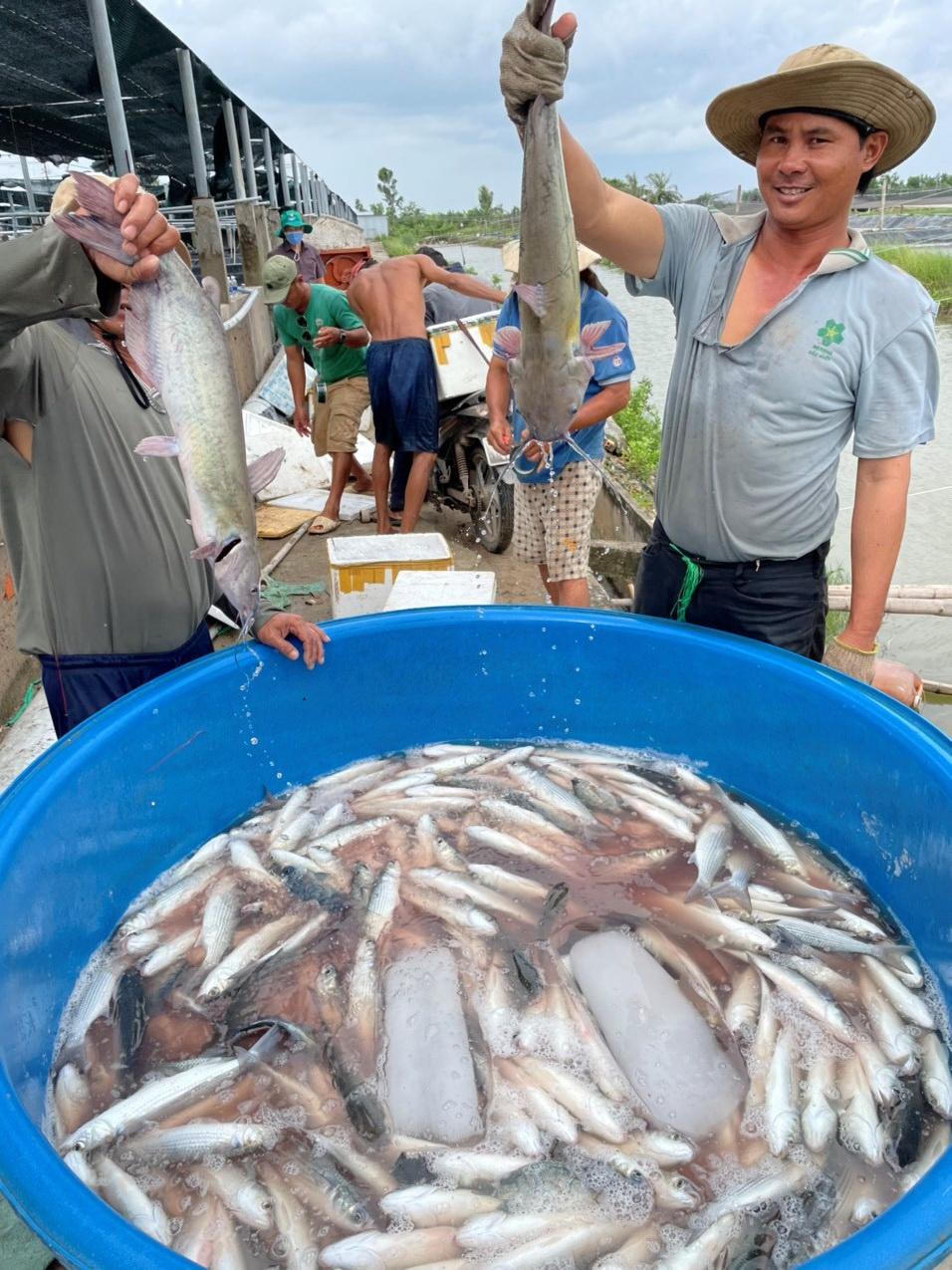 Anh nông dân tặng 10 tấn cá ủng hộ bà con khu cách ly 