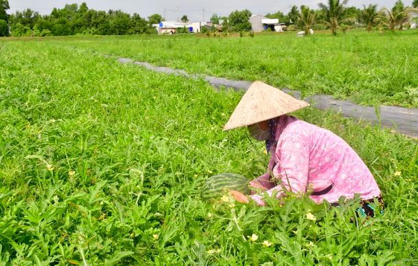 Xây dựng NTM gắn với quá trình phát triển đô thị hóa