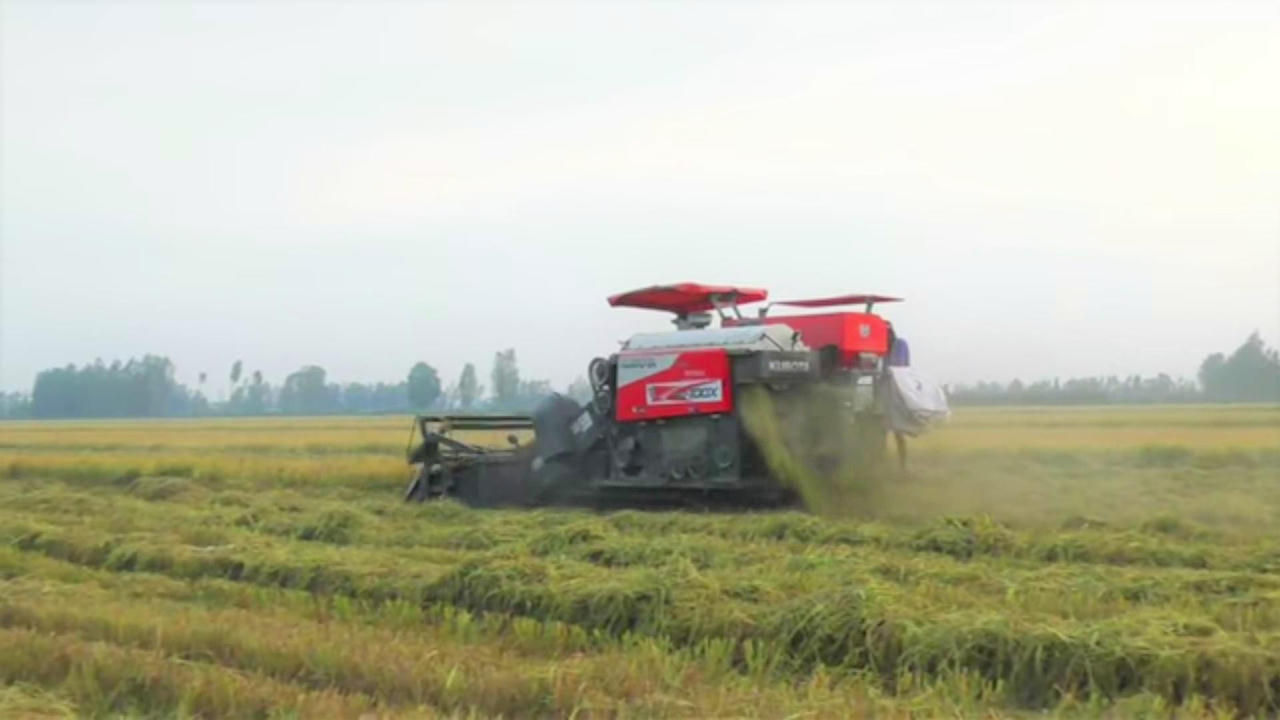 Bạc Liêu tìm cách tiêu thụ 59.000 héc ta lúa đang kỳ thu hoạch rộ trong thời gian giãn cách