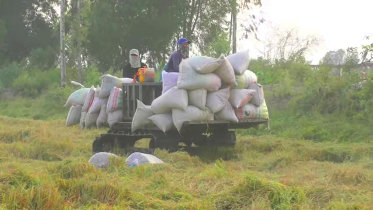 Bạc Liêu tìm cách tiêu thụ 59.000 héc ta lúa đang kỳ thu hoạch rộ trong thời gian giãn cách