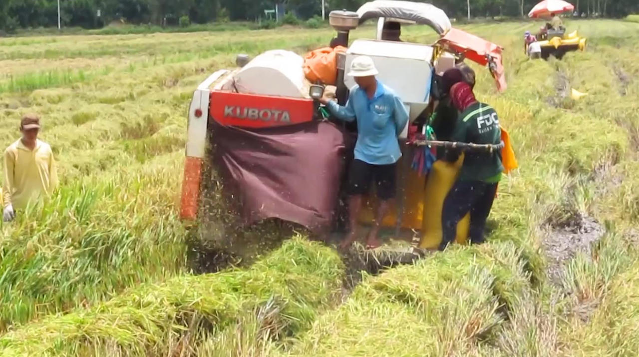 Tìm mọi giải pháp để hỗ trợ thu hoạch lúa Hè Thu cho bà con nông dân vùng giãn cách