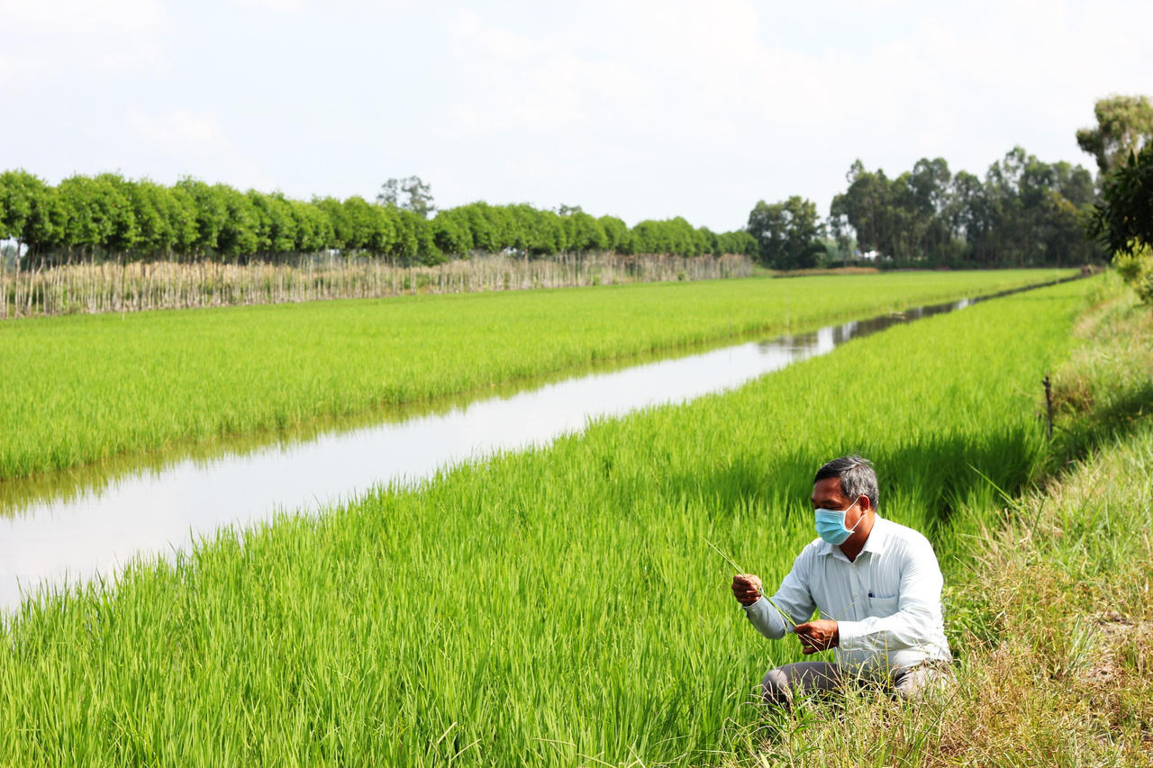 Huyện U Minh, Cà Mau: sản xuất nông, ngư, lâm nghiệp cơ bản đạt chỉ tiêu kế hoạch đề ra