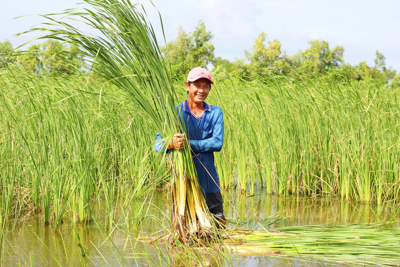 Chuyện ít biết về ruộng bồn bồn giữa lòng thành phố