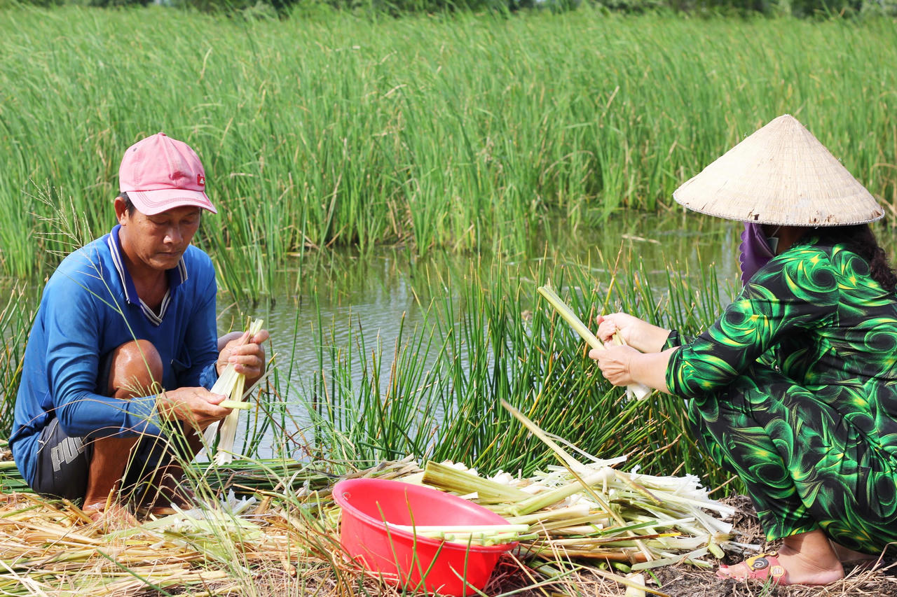 Chuyện ít biết về ruộng bồn bồn giữa lòng thành phố