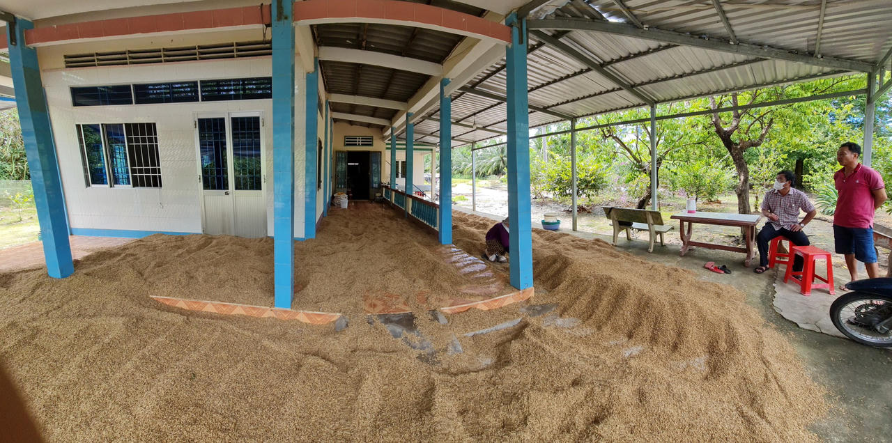 Hàng nghìn tấn lúa chất lượng cao bị tồn đọng tại Cà Mau