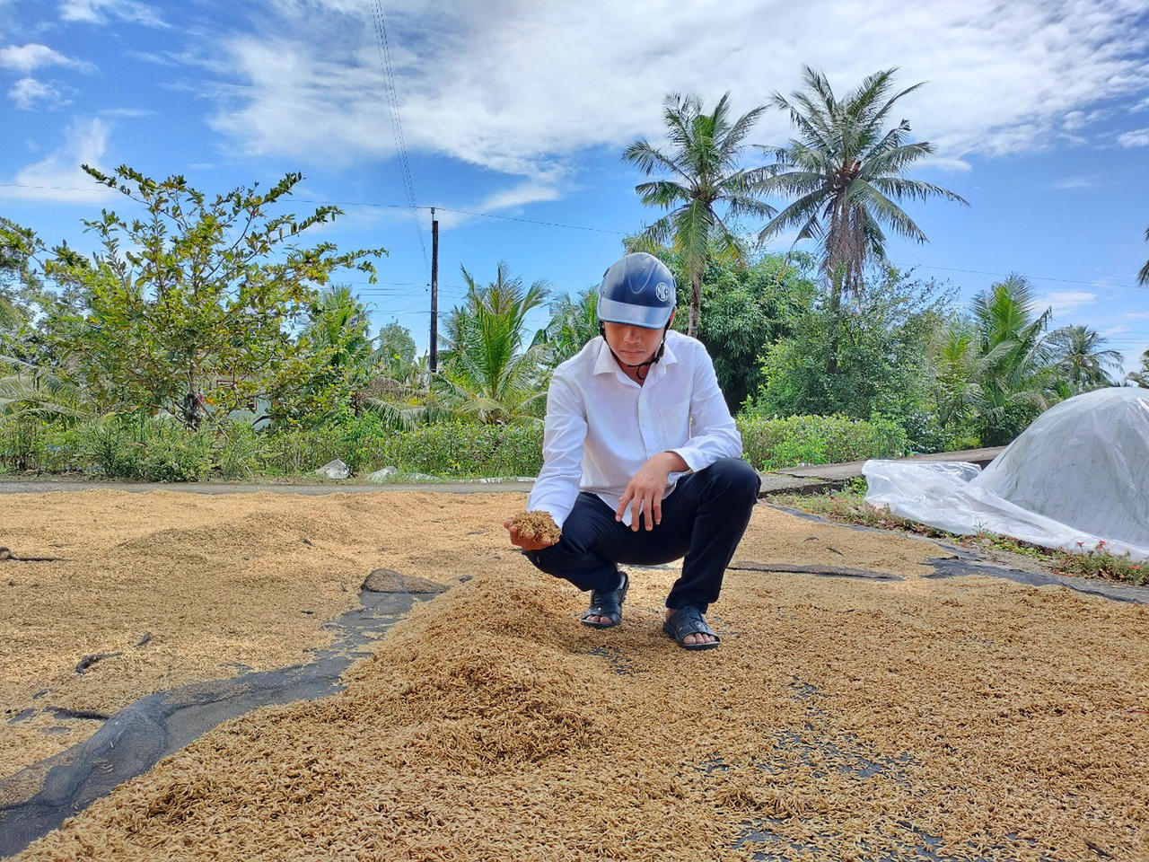 'Thông đường' cho tiêu thụ lúa tại huyện Thới Bình, Cà Mau