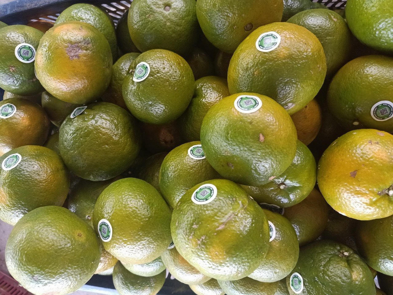 Khám phá đất rừng U Minh